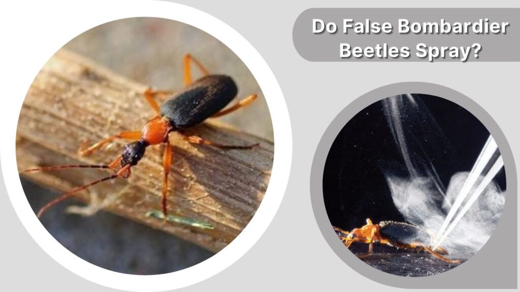 Do False Bombardier Beetles Spray?