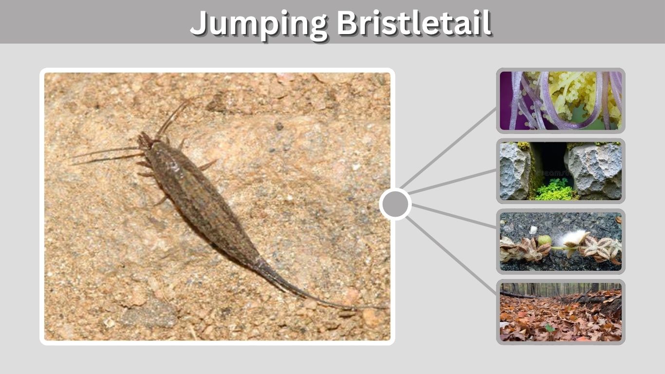 Jumping Bristletail: Identification, Bites and Removal
