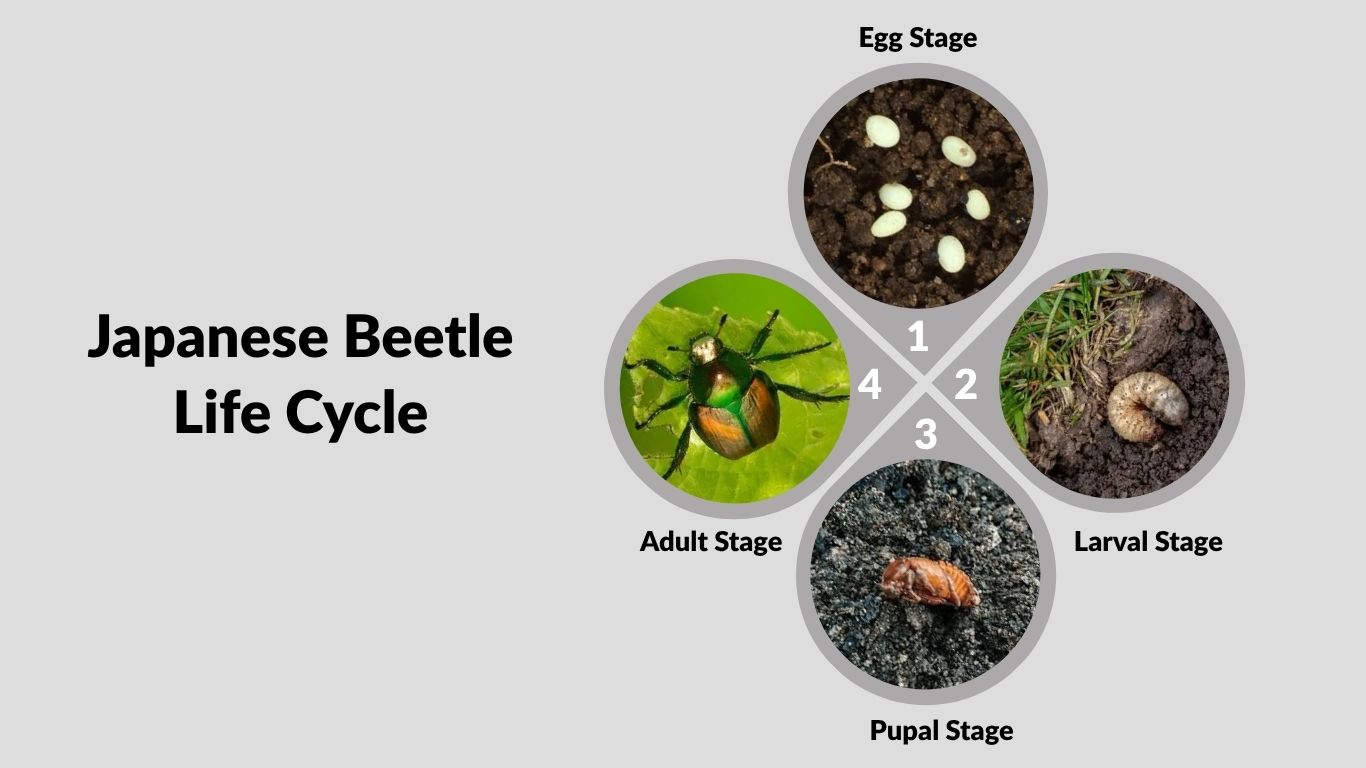 Japanese Beetle Life Cycle: Egg, Grub, Pupa & Adult