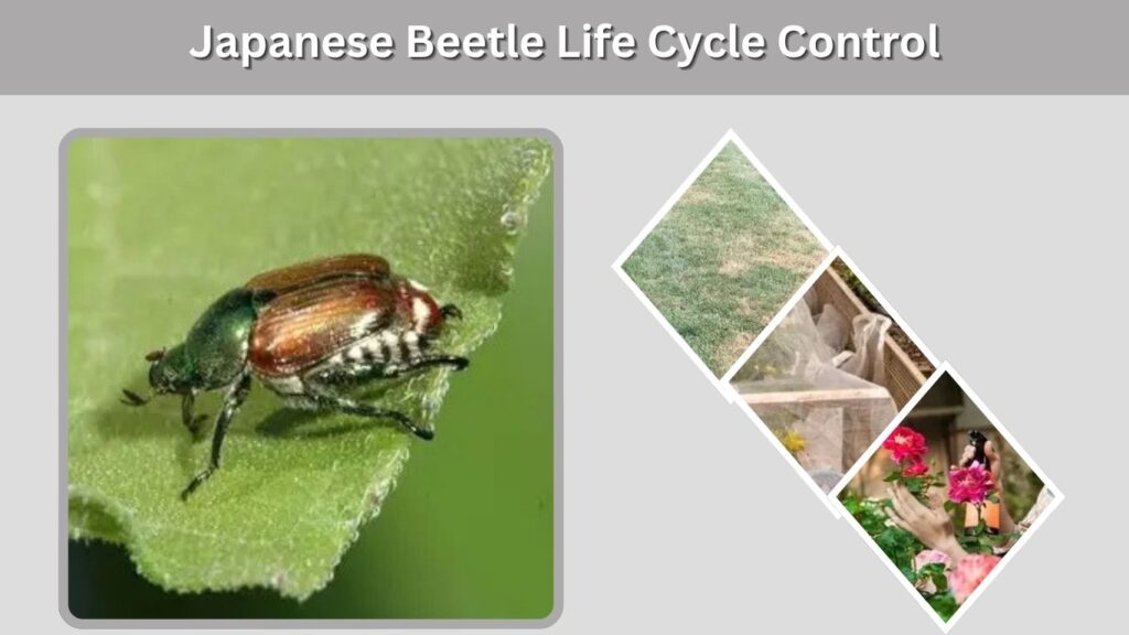 Japanese Beetle Life Cycle Control