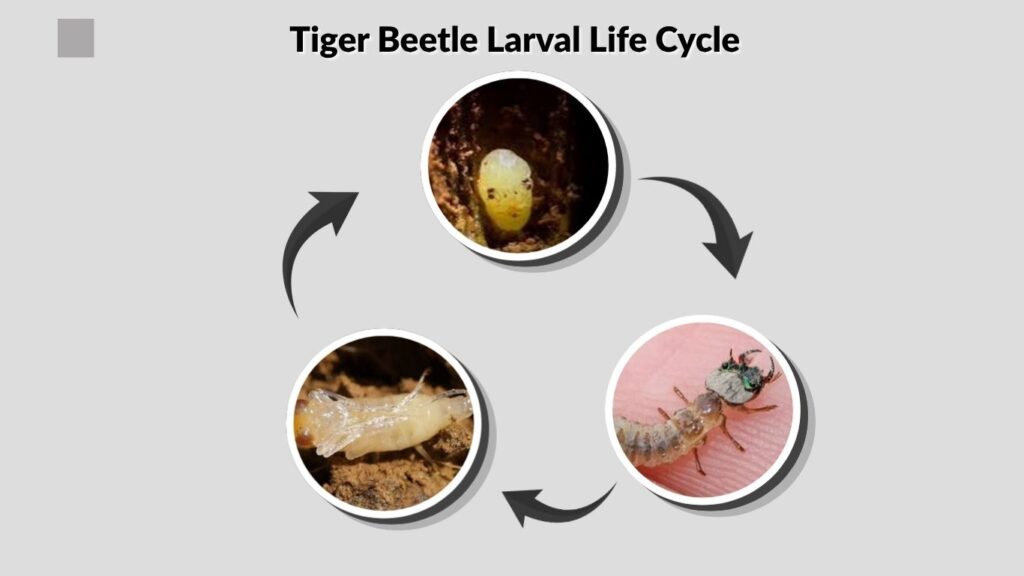 Tiger Beetle Larval Life Cycle