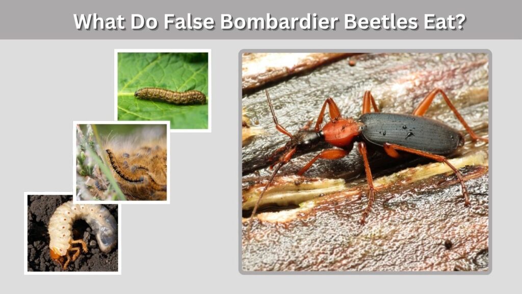 What Do False Bombardier Beetles Eat?