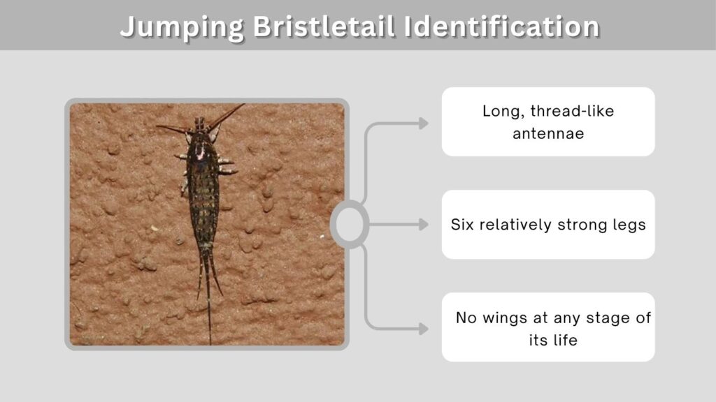 Jumping Bristletail Identification