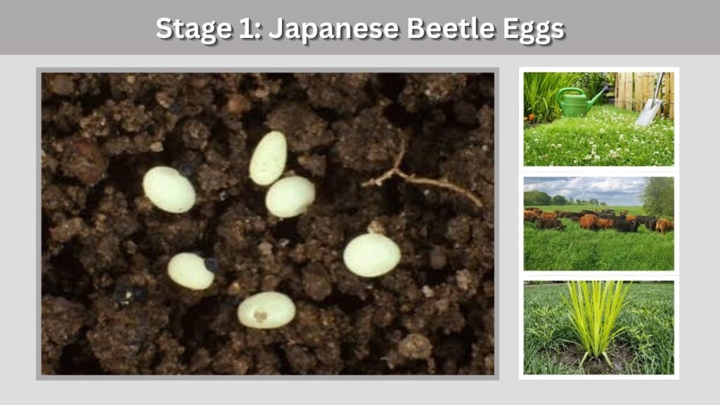 Stage 1: Japanese Beetle Eggs
