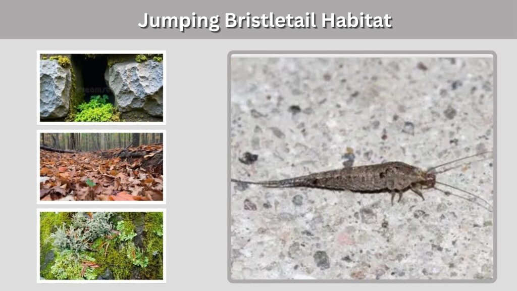 Jumping Bristletail Habitat