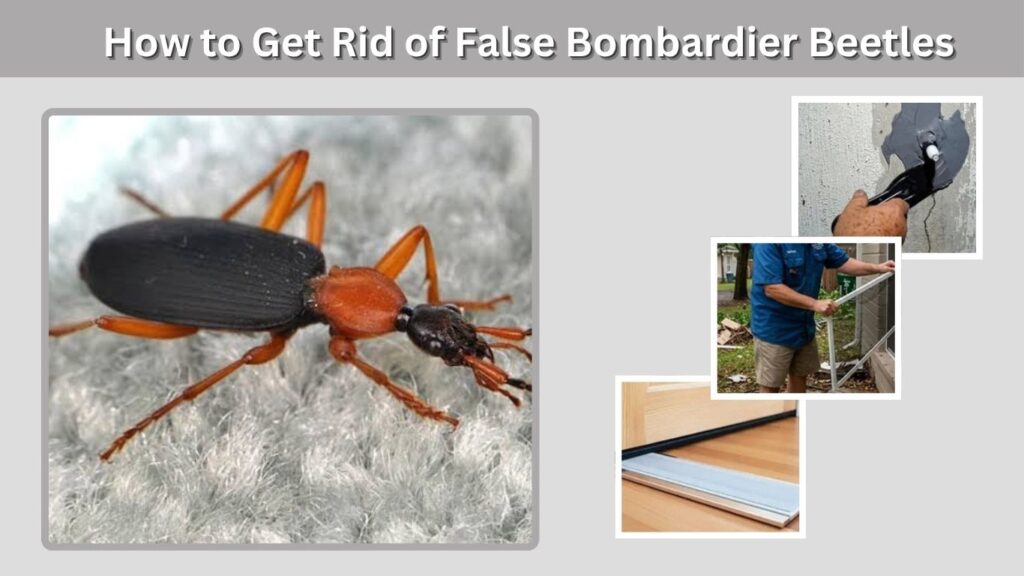 How to Get Rid of False Bombardier Beetles