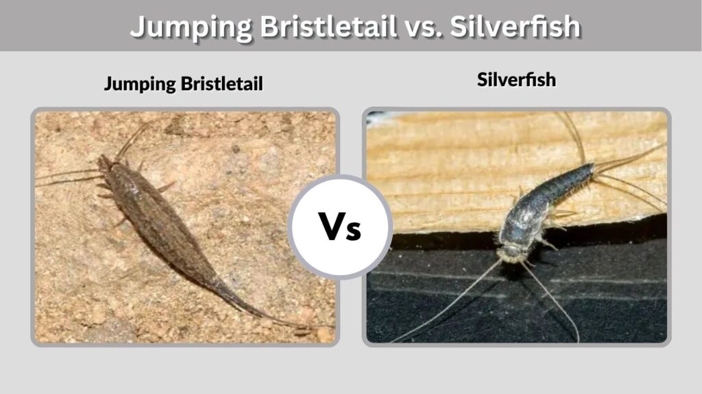 Jumping Bristletail vs. Silverfish