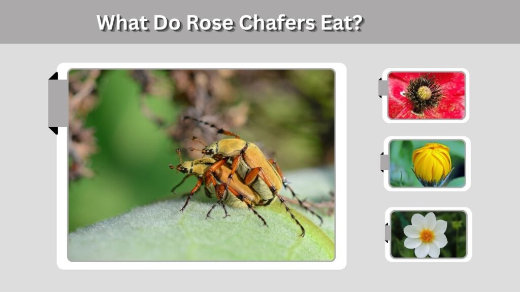 How to Get Rid of Rose Chafers