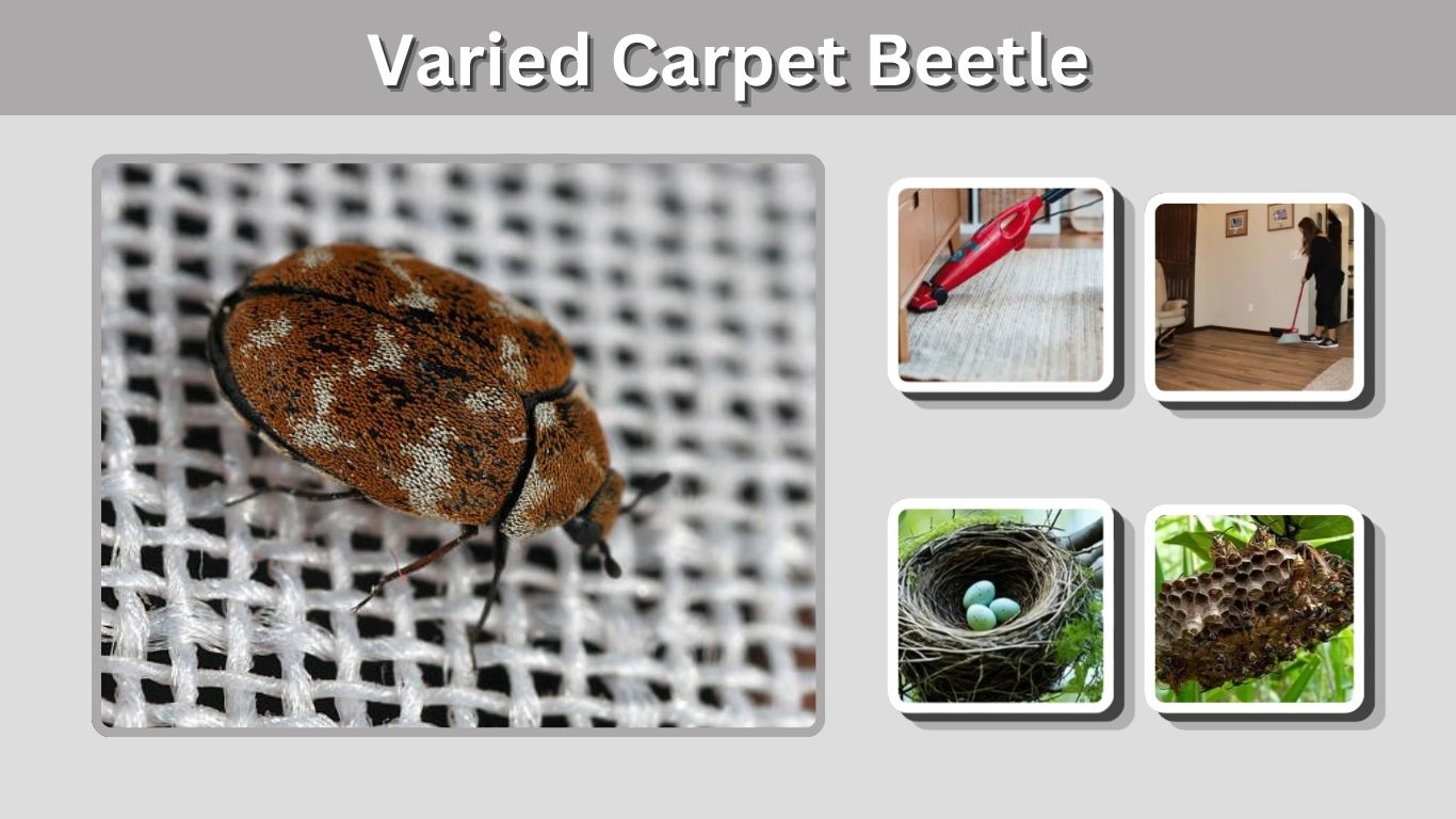 Varied Carpet Beetle: Identification, Bites and Removal