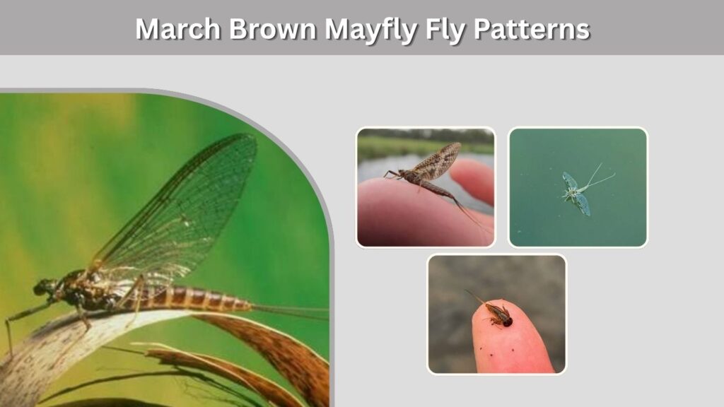 March Brown Mayfly Fly Patterns