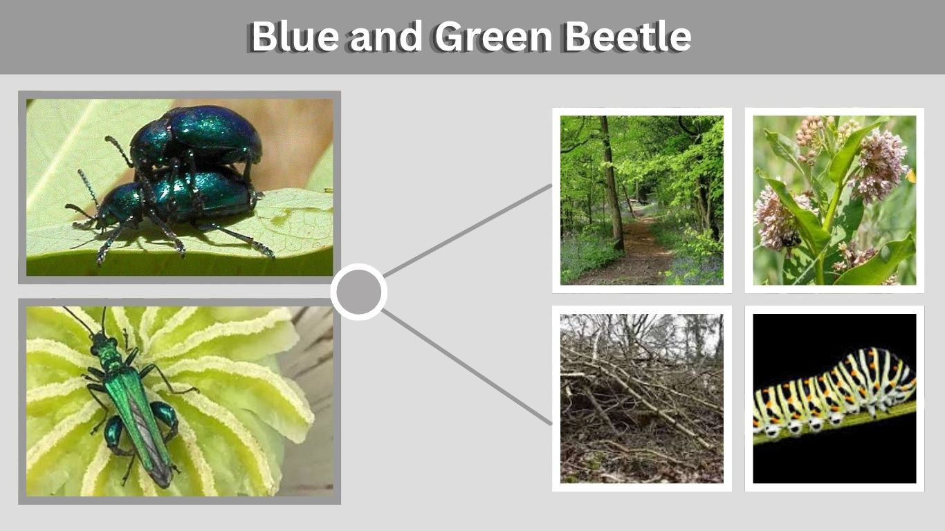 Blue and Green Beetle: Identification, Types, Habitat and Facts
