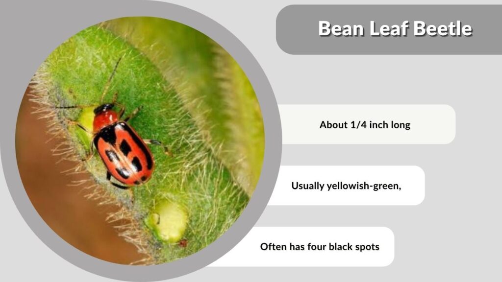 3. Bean Leaf Beetle