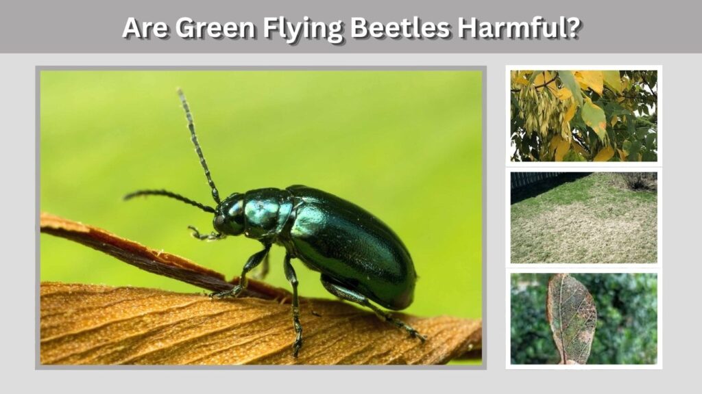 Are Green Flying Beetles Harmful?