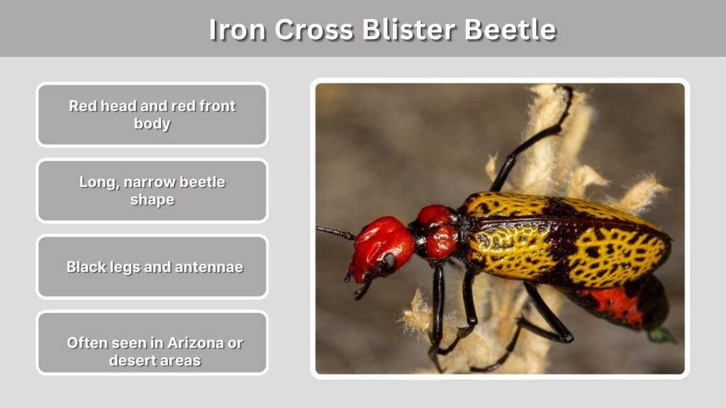 Iron Cross Blister Beetle