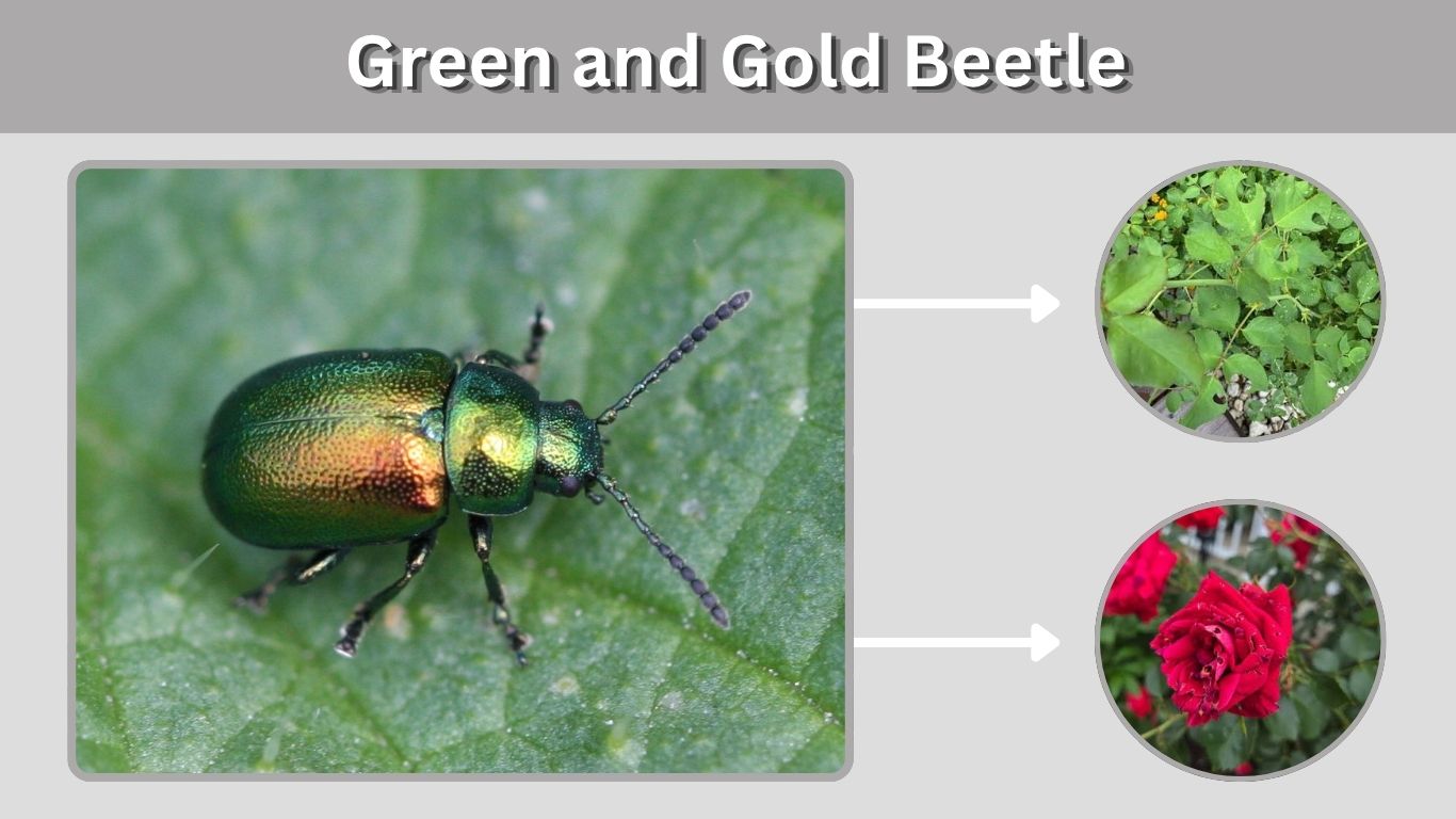 Green and Gold Beetle: Identification, Types and Facts