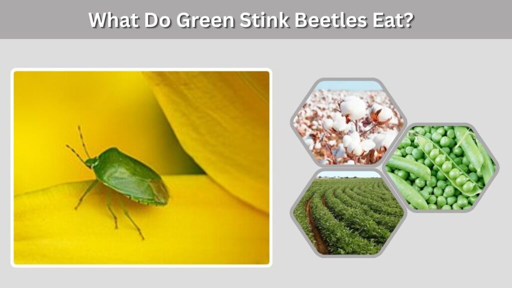 What Do Green Stink Beetles Eat?