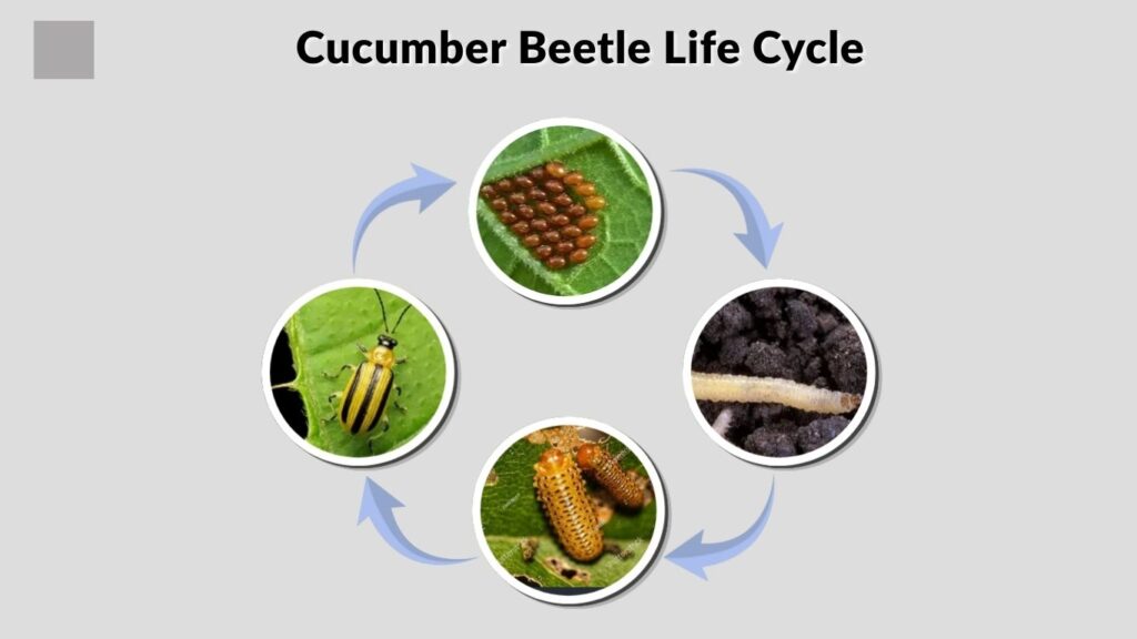 Cucumber Beetle Life Cycle