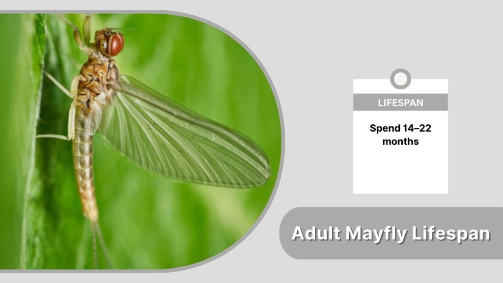 Adult Mayfly Lifespan