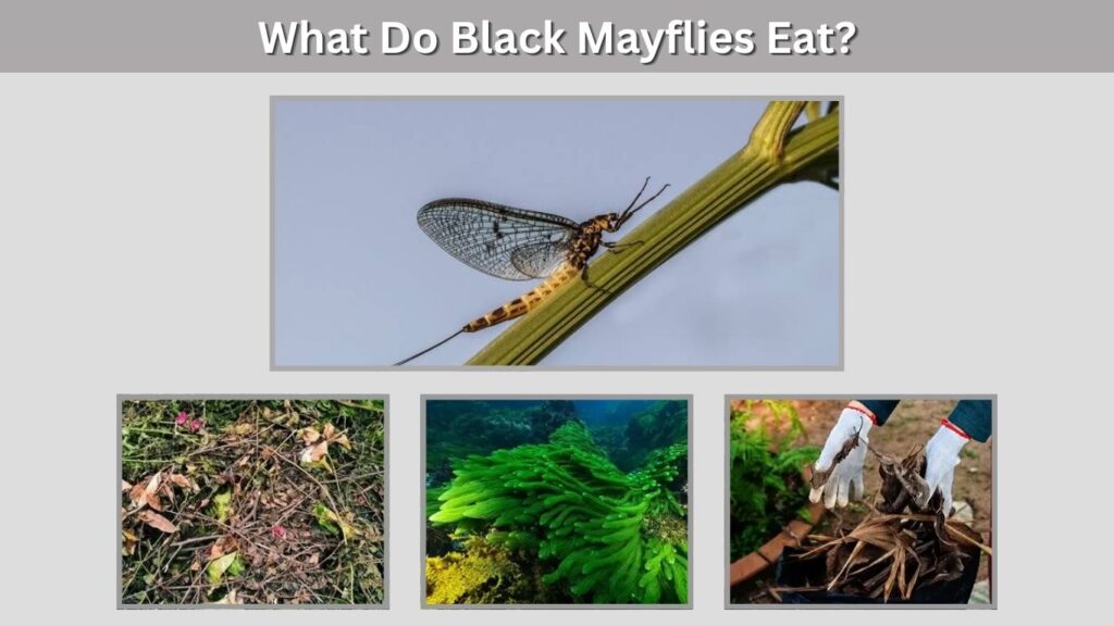 What Do Black Mayflies Eat?