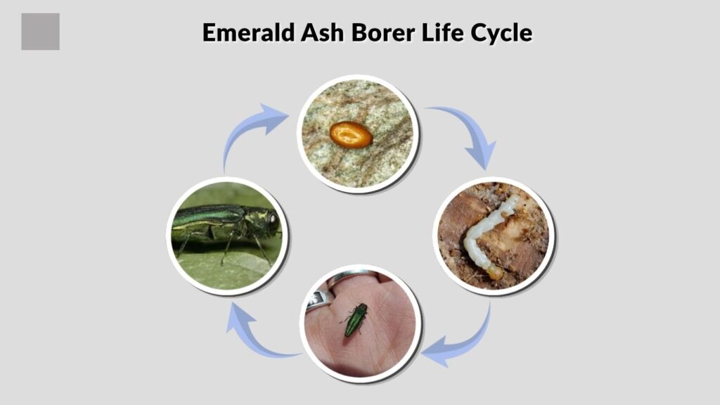 Emerald Ash Borer Life Cycle