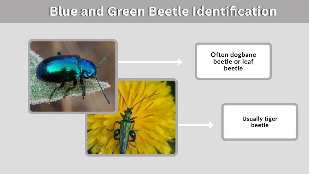 Blue and Green Beetle Identification