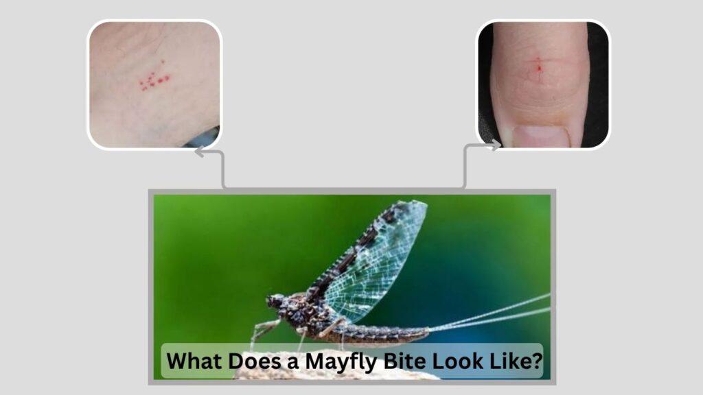 What Does a Mayfly Bite Look Like?
