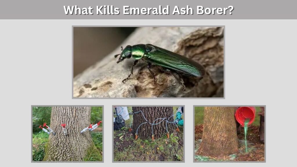 What Kills Emerald Ash Borer?