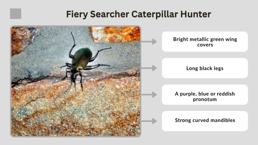 Fiery Searcher Caterpillar Hunter