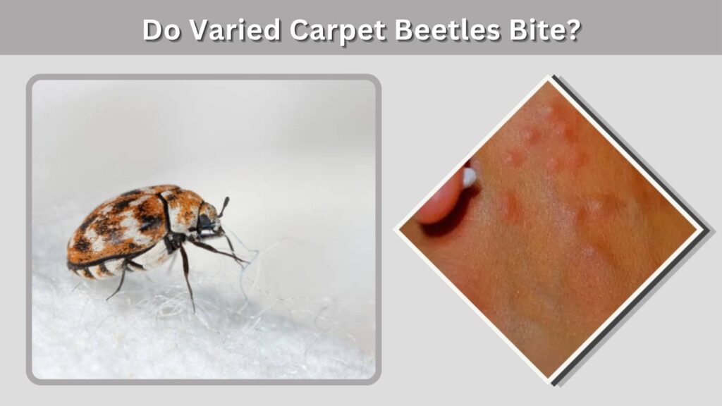 Do Varied Carpet Beetles Bite?