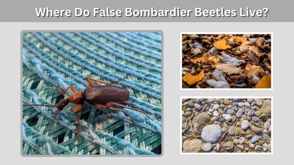 Where Do False Bombardier Beetles Live?