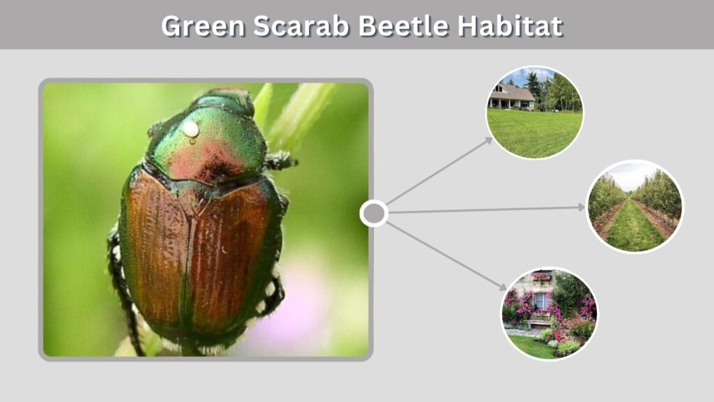 Green Scarab Beetle Habitat