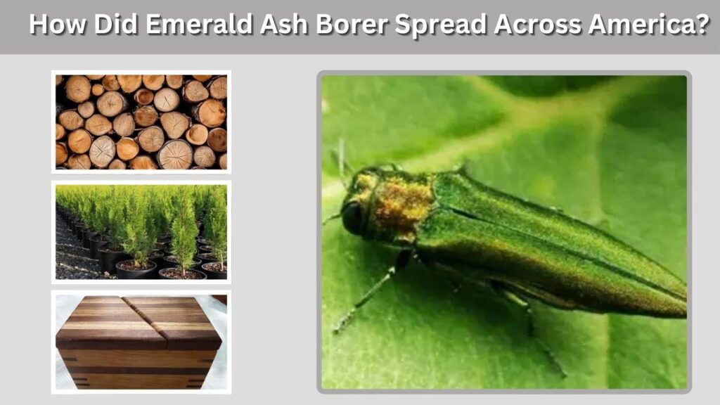 How Did Emerald Ash Borer Spread Across America?