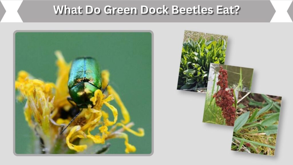 What Do Green Dock Beetles Eat?