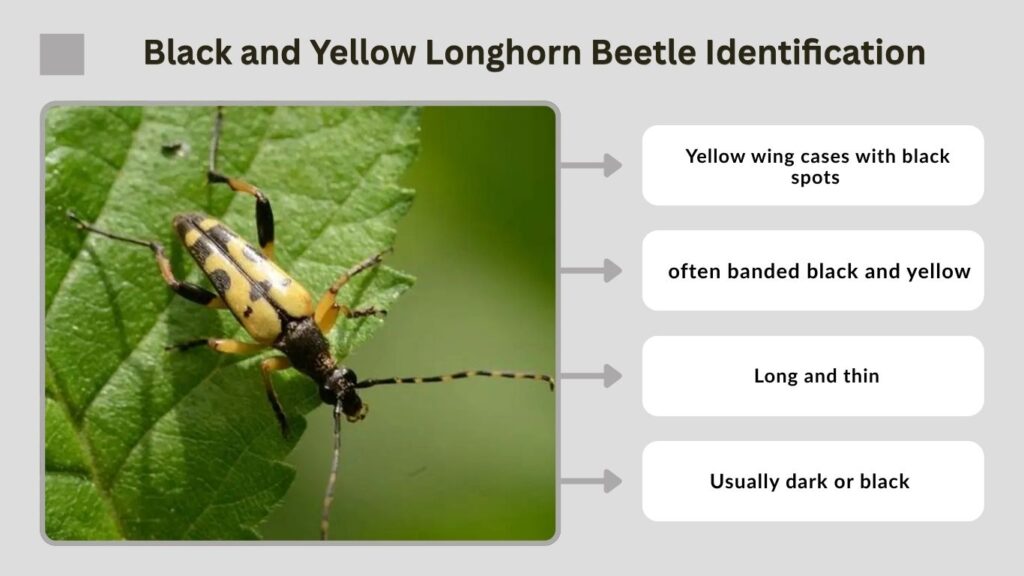 Black and Yellow Longhorn Beetle Identification
