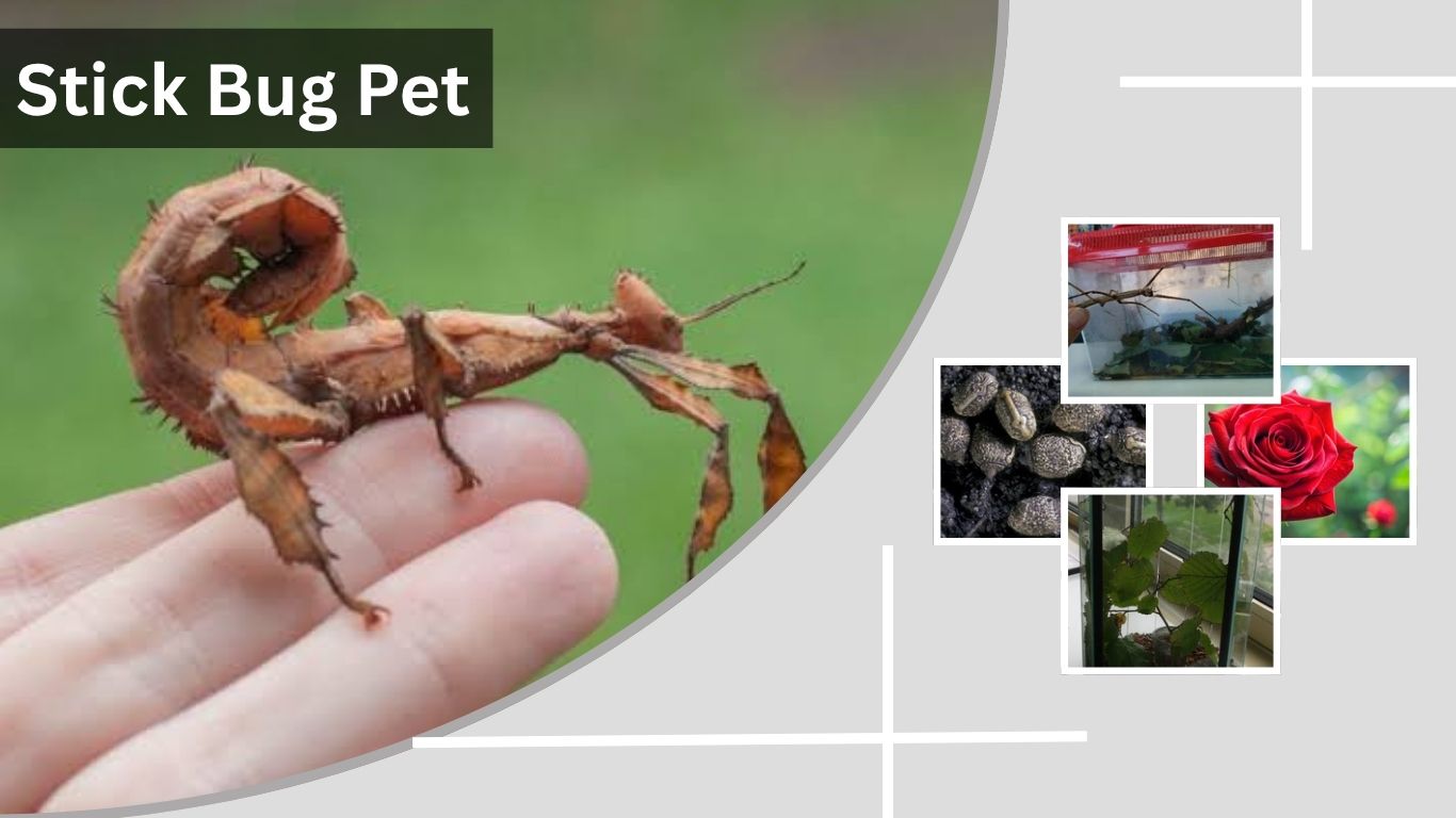 Stick Bug Pet: Care, Food, Enclosure & Lifespan