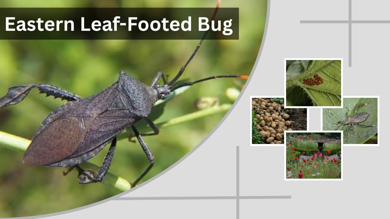 Eastern Leaf-Footed Bug: Eggs, Life Cycle, Bite & Control