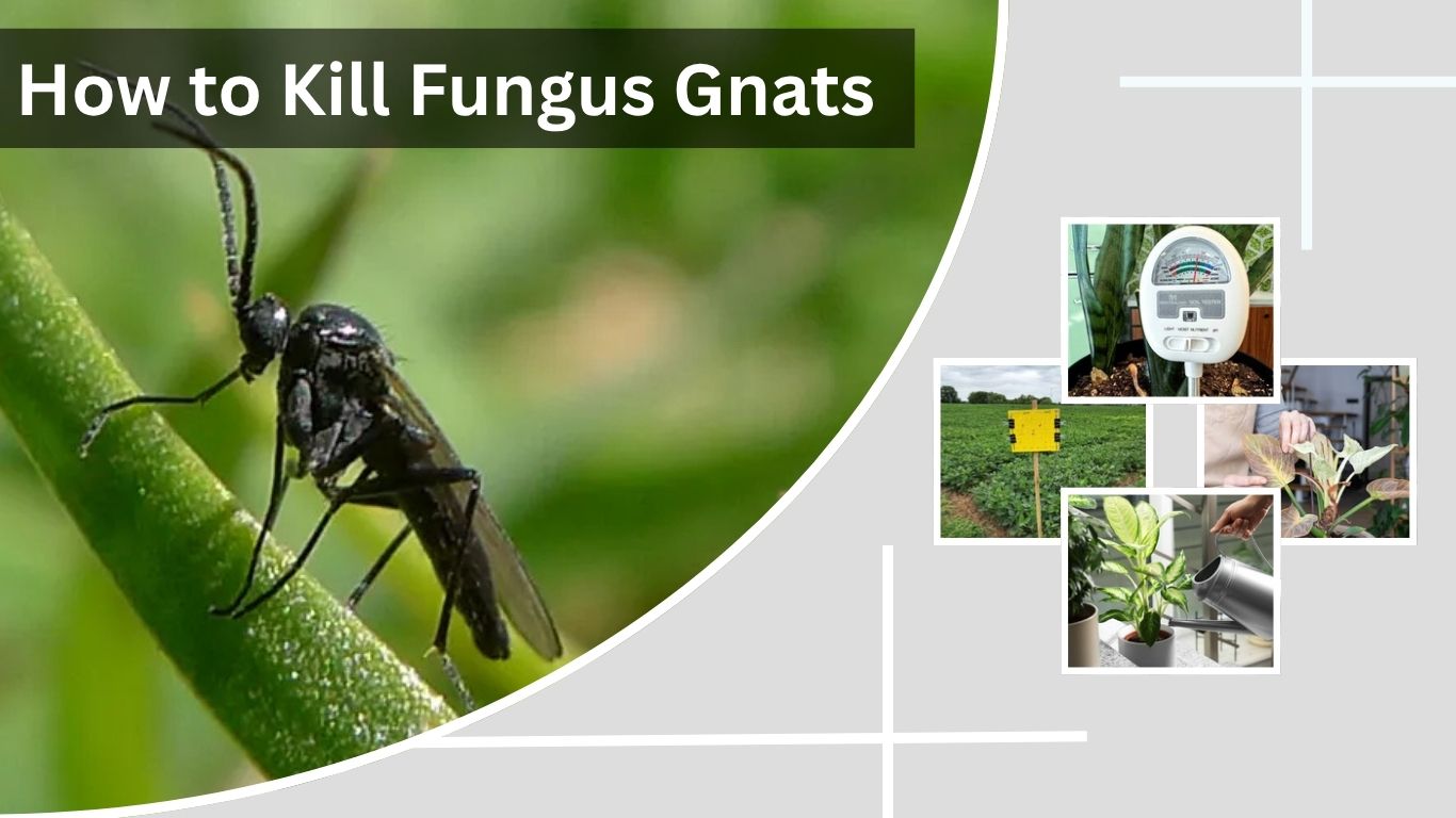 How to Kill Fungus Gnats in Soil and Houseplants