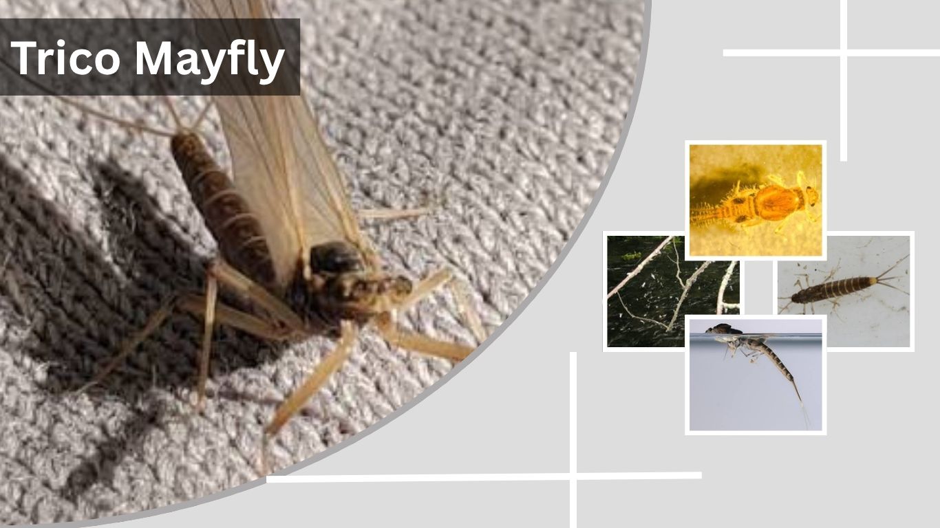 Trico Mayfly: Nymph, Dun, Spinner, and Fly Patterns