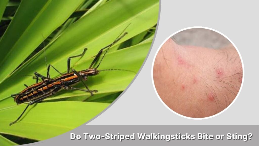 Do Two-Striped Walkingsticks Bite or Sting?