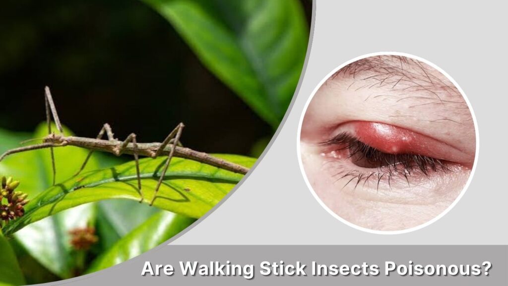 Are Walking Stick Insects Poisonous?