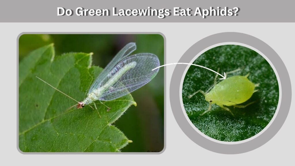 Do Green Lacewings Eat Aphids?