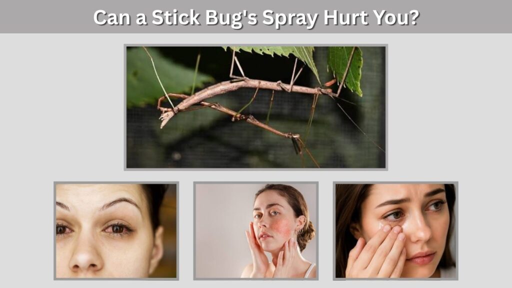 Can a Stick Bug's Spray Hurt You?