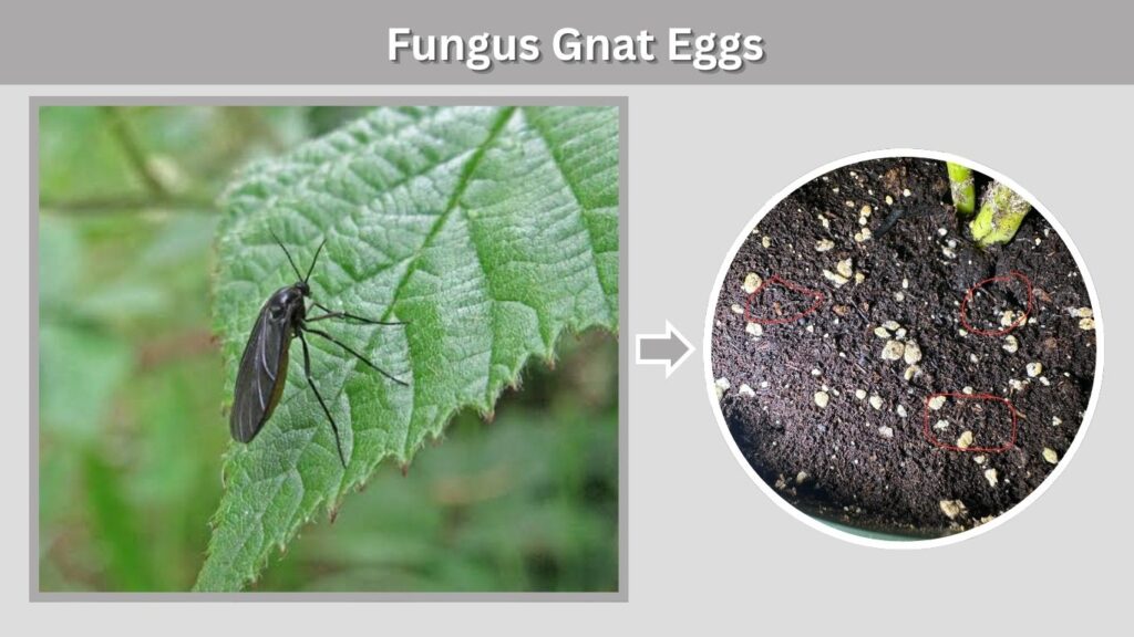 Fungus Gnat Eggs