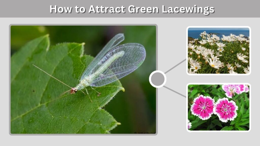 How to Attract Green Lacewings