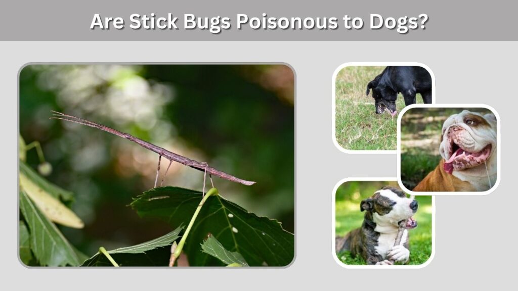 Are Stick Bugs Poisonous to Dogs?