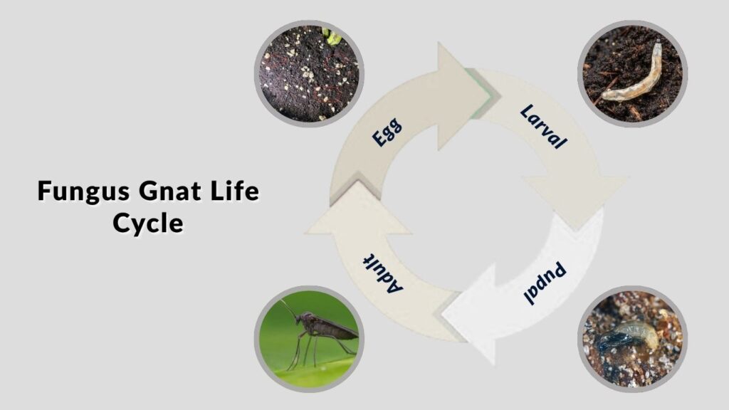 Fungus Gnat Life Cycle