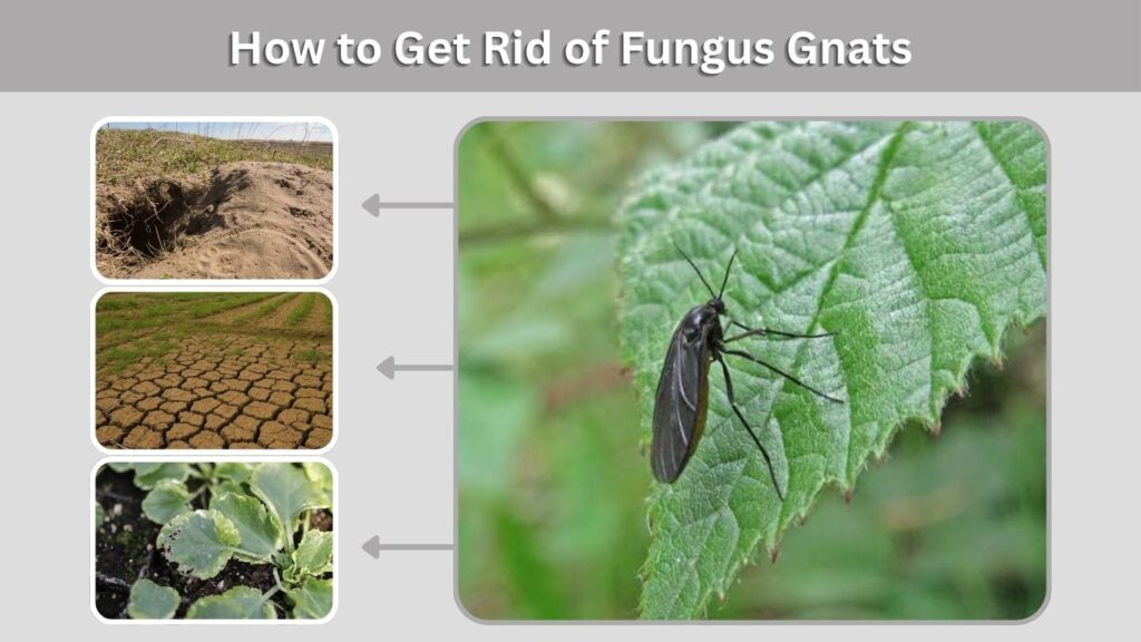 How to Get Rid of Fungus Gnats
