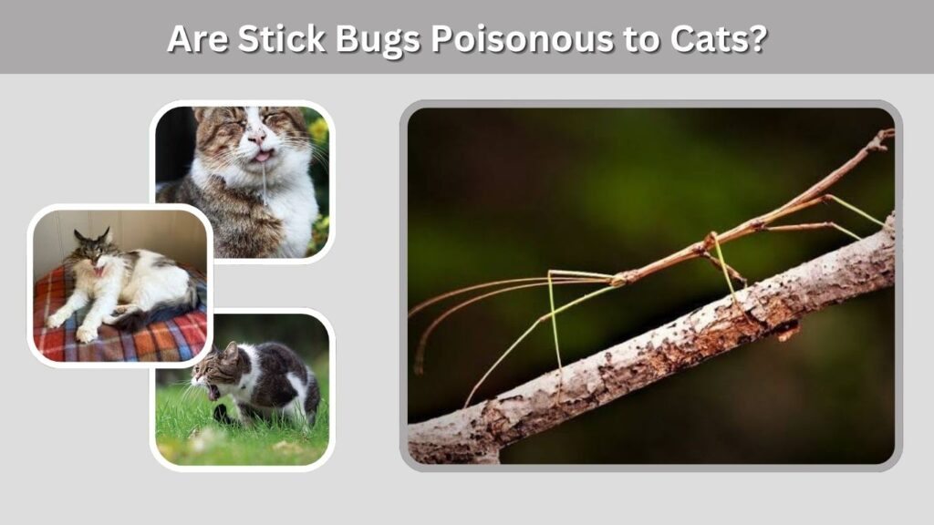 Are Stick Bugs Poisonous to Cats?