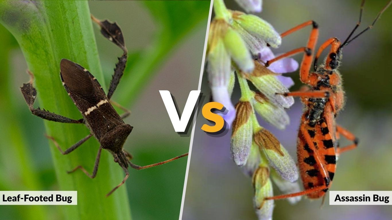 Leaf-Footed Bug vs Assassin Bug: How to Tell Them Apart