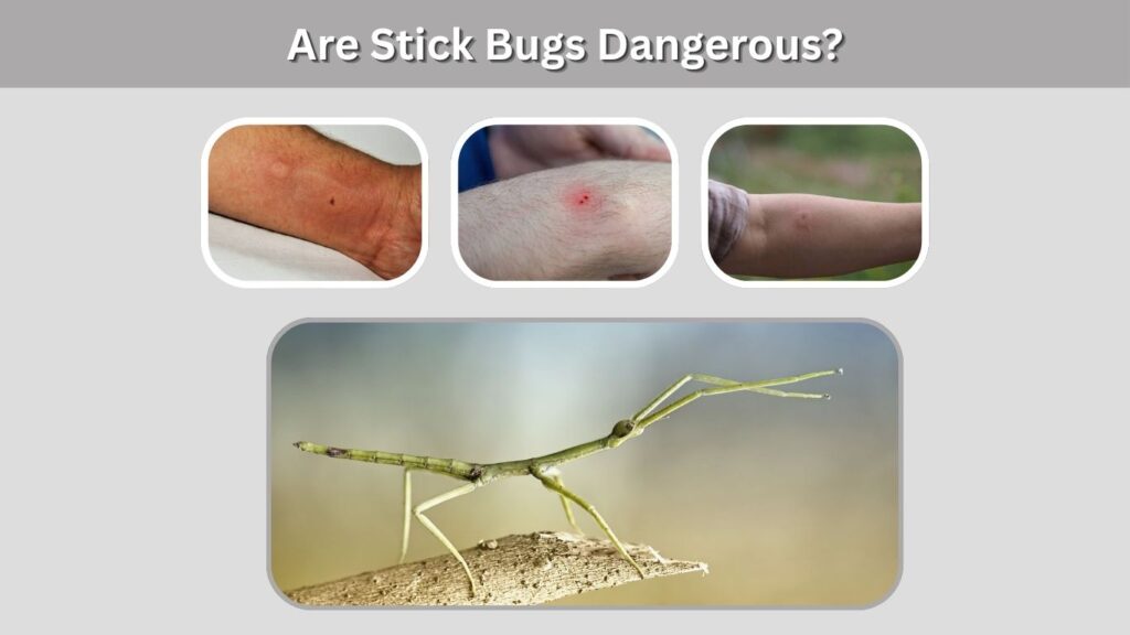 Are Stick Bugs Dangerous?